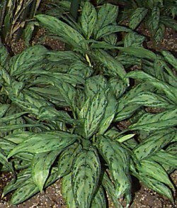 Chinese Evergreen in a mass planting